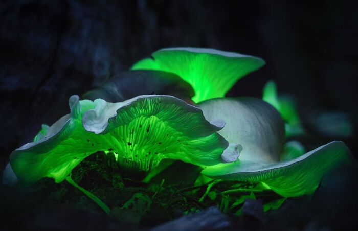 Bioluminescent Ghost Mushrooms In Australia: Glow Up Time