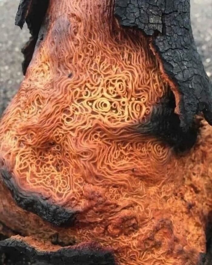 When Lightning Strikes A Tree And Shows Off Its Inner Life Like A Nature Hacker