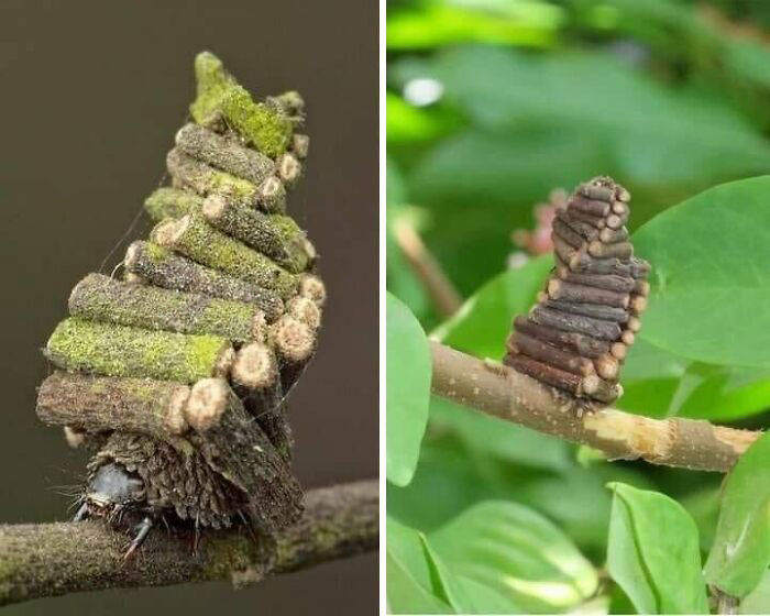 Bagworm Caterpillar’s Snazzy Spiral Log Cabin Built With Sticks And Silk