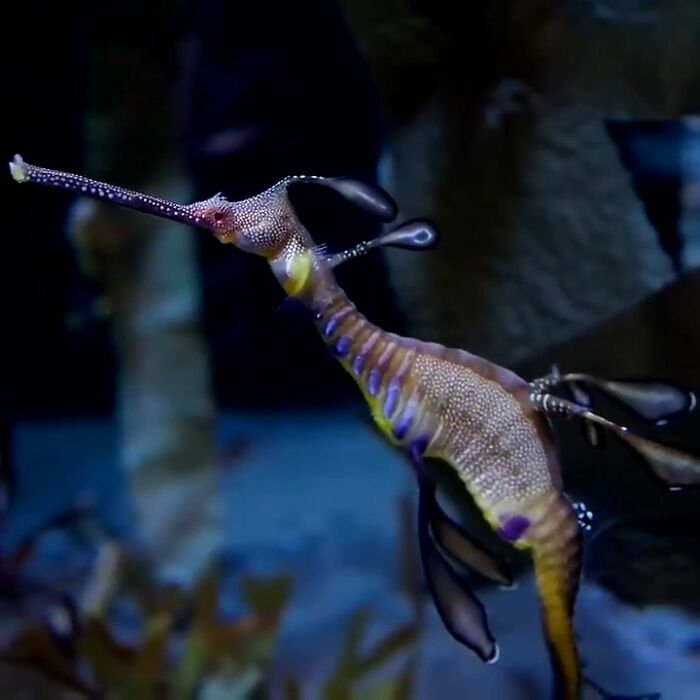 Common Seadragon Caught Off Waikiki: Fancy Fish With Leafy Wings