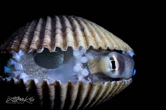 Coconut Octopus Yellow Alert: Peek-a-Boo Shell Edition