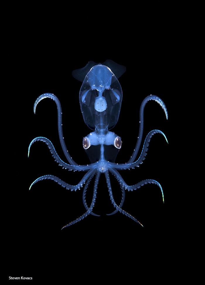 Sharpear Enope Squid Showing Off Its Deep Sea Swag