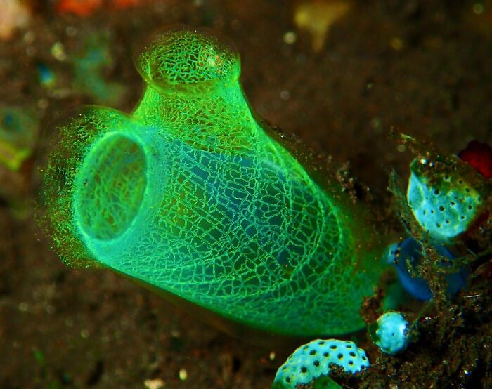 Nope, This Ocean Creature Isn’t From Avatar—It’s A Real-Life Ocean Weirdo From Bali