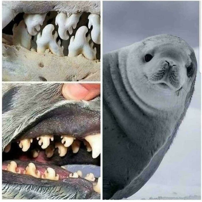 A Mysterious Creature You Won’t Stop Staring At