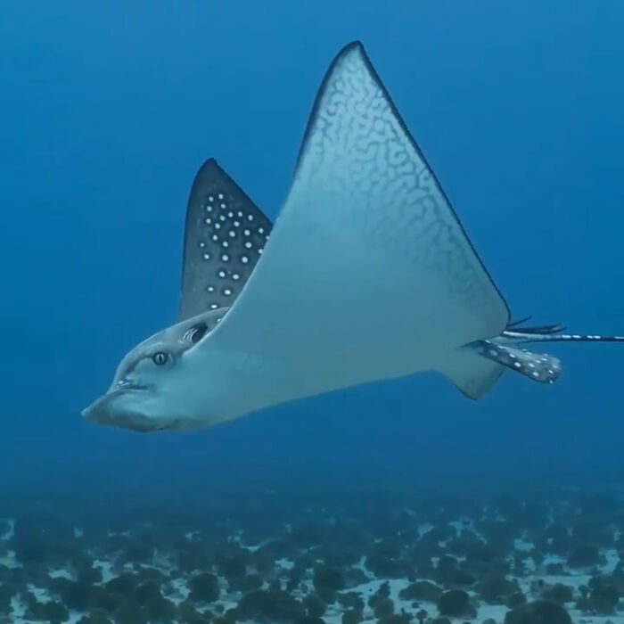 The Spotted Eagle Ray: Like An Ancient Ocean Spirit Gliding By