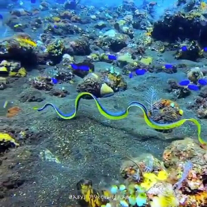 Ribbon Eel: The Underwater Ribbon Dancer