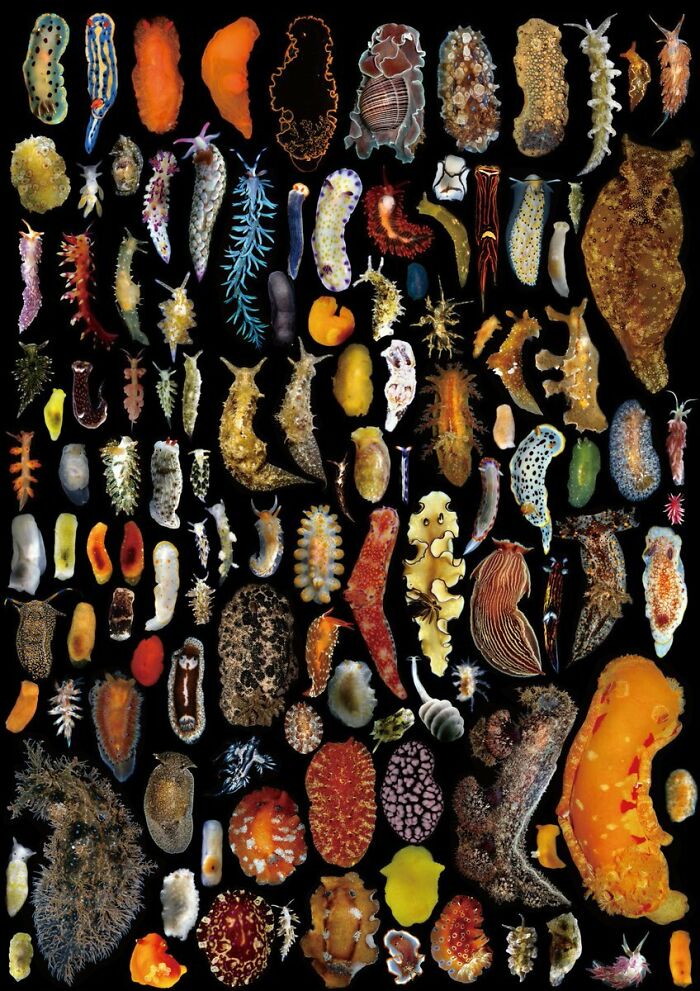 This Incredible Collection Of Sea Slugs From Japan Could Be The Next Underwater Fashion Show