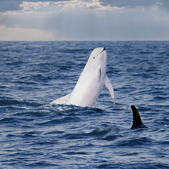 Wildlife Photographer Snaps A Super Rare White Dolphin—It’s Basically A Unicorn Of The Sea