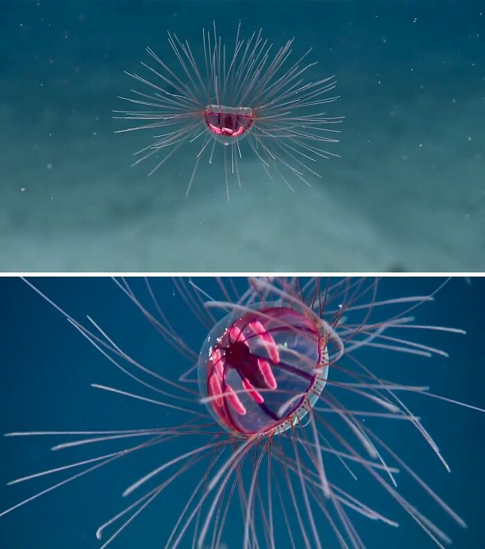 Meet The Psychedelic Medusa—A Jellyfish That’s Straight Up A Neon Light Show