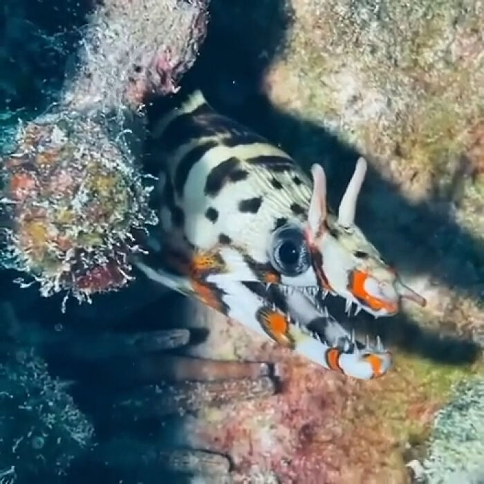 Ever Seen A Dragon Moray Eel? Because This Guy Is One Fierce Water Dragon