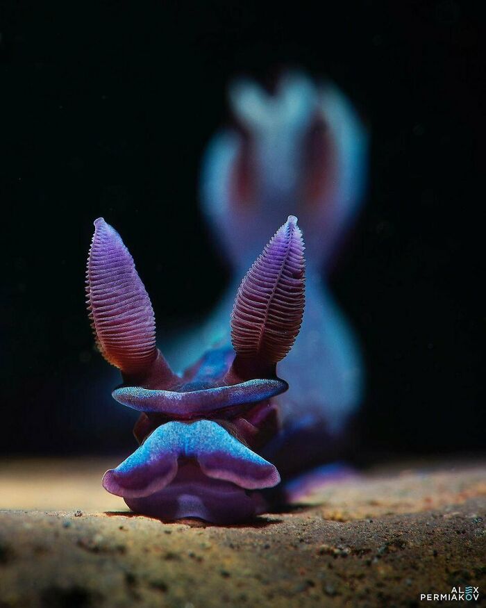 Nudibranch: The Fancy Name For These Naked-Gilled Ocean Beauties
