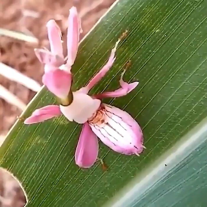 Orchid Mantis: Mother Nature’s Ballet Dancer In Bug Form
