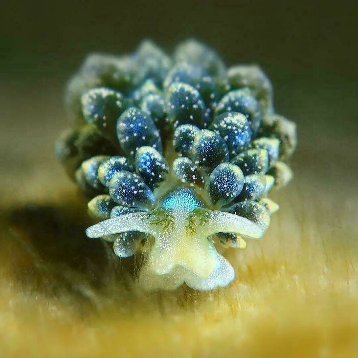 Ercolania Caerulea: The Nudibranch Carrying Entire Galaxies On Its Back (No Big Deal)