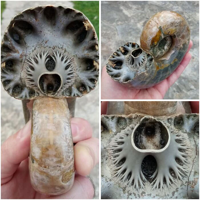 The Fractal Party That Ammonite Septa Throw Every Time They Grow