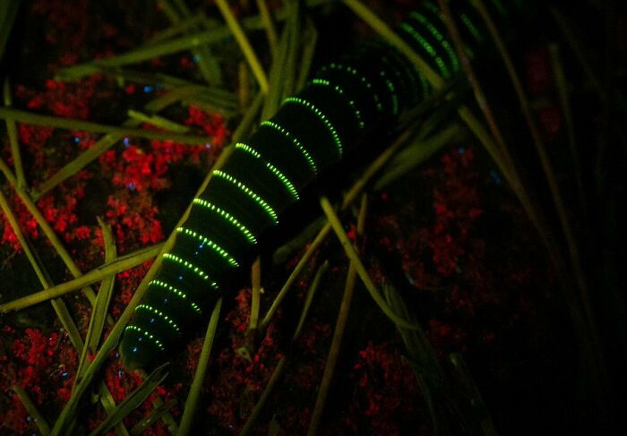 Glow Worm Alert! New Bioluminescent Earthworm Found In Japan