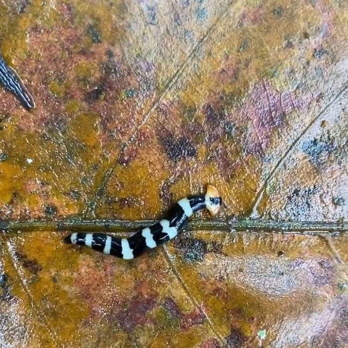 Hammerhead Meet Its Cousin, The Alien-Looking Hammerhead Flatworm