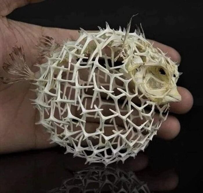Puffer Fish Skeleton Guess: Not What You Expected But Still Cool