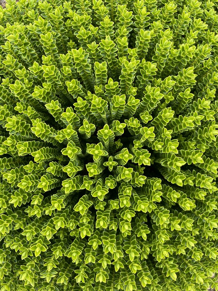 This Bush Photo Looks Like It’s From Another Planet (But It’s Not)