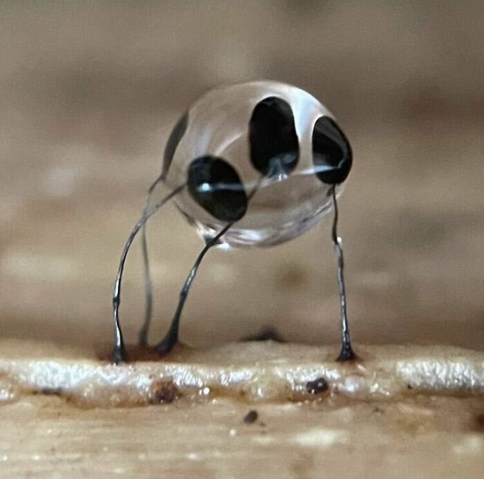 Slime Mould Showing Its Artistic Side In A Single Water Droplet