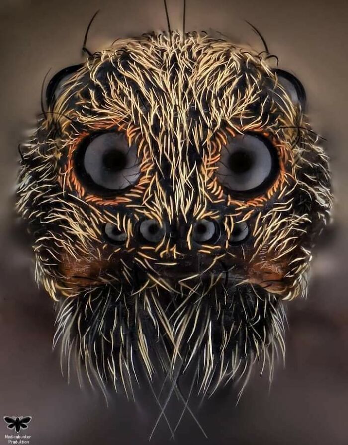 Closeup Of A Wolf Spider Face—Creepily Cute