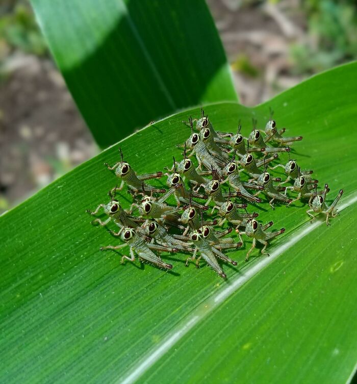 Tiny Grasshoppers On A Cornfield Patrol—Adorable Squad