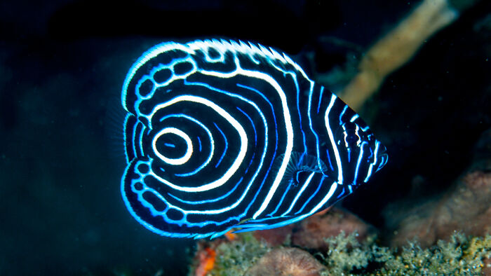 An Emperor Angelfish With Colors So Real, You Won’t Believe It’s Not Edited
