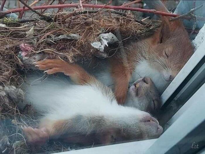 Sneaky Sleeping Squirrels Catching Zzzs On A Window Ledge