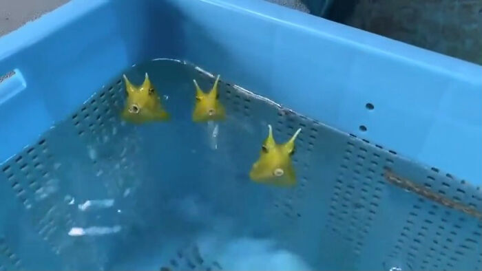 Longhorn Cowfish: The Underwater Bug You Didn’t Know You Loved