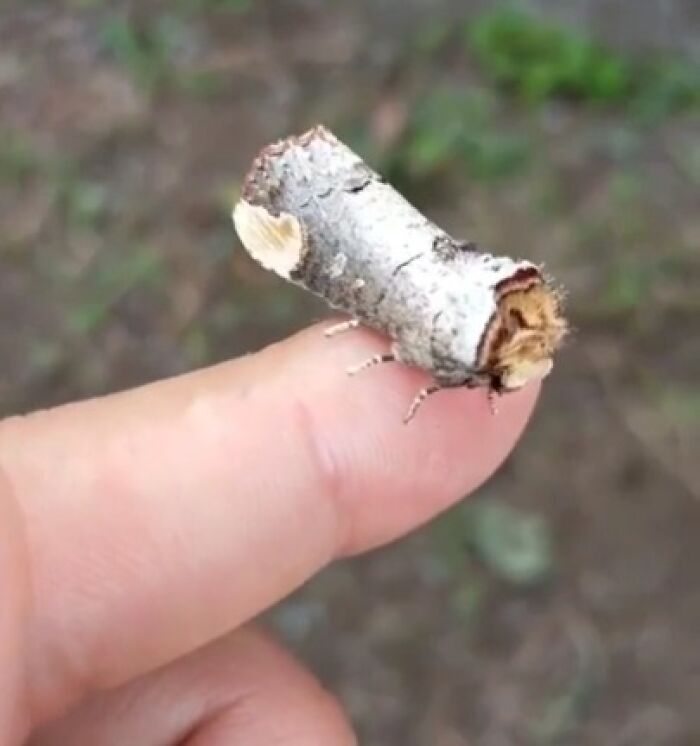 Check Out This Moth From The Genus Phalera, Because Moths Deserve Attention Too