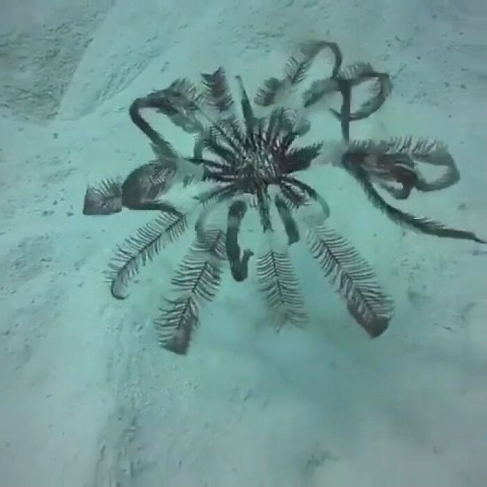 Dreaming Of Seeing A Swimming Feather Star One Day
