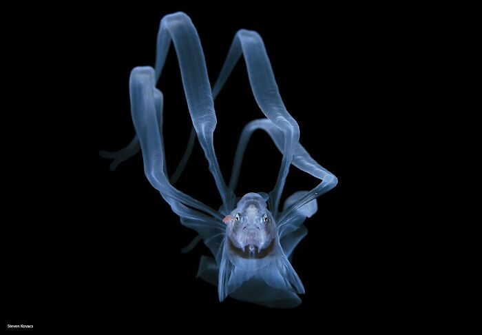 Deep Water Cusk Eel: The Ultimate Blackwater Catch