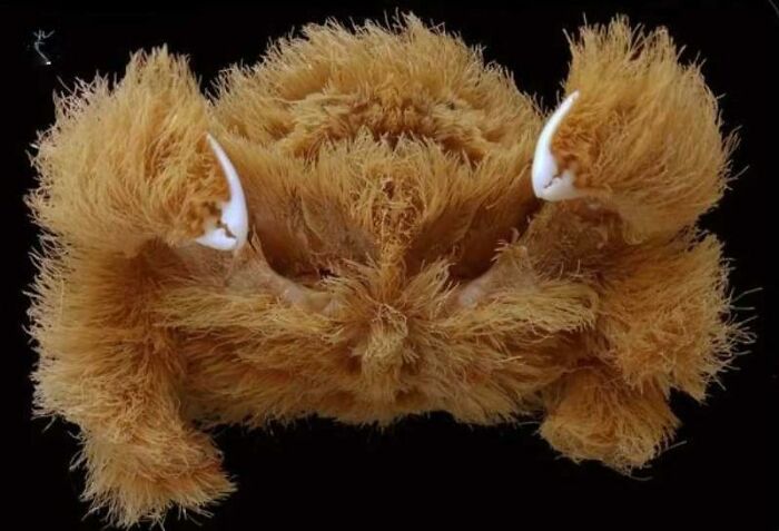 Meet The New Aussie Crab Fuzzballs: Lamarckdromia Beagle