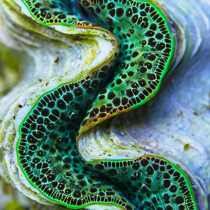 Got Curves? Giant Clams Sure Do, And They Rock ‘Em Proudly