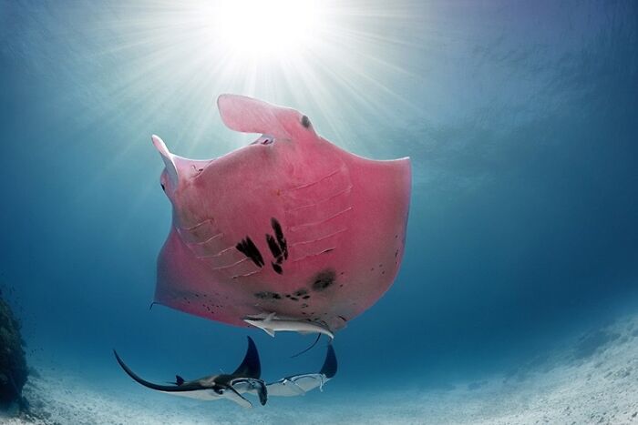 Pink Manta Ray: Swimming Cotton Candy?