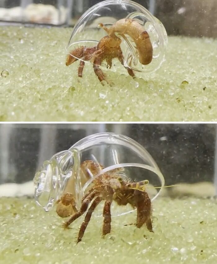 A Hermit Crab That Upgraded To A Glass Shell—Classy, Right?