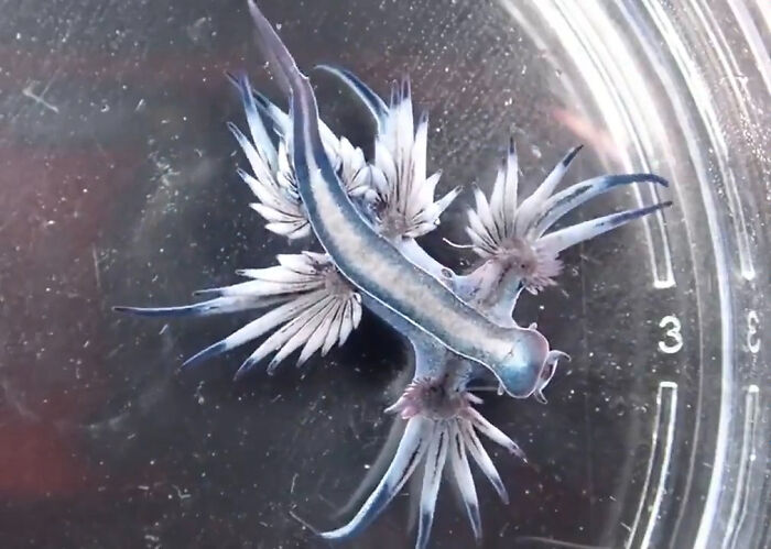 Blue Sea Dragons: Real Life Pokemon? We Think So