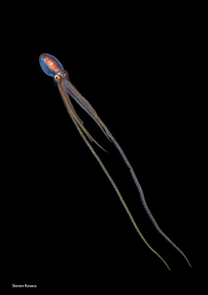 A Long-Arm Octopus Showing Off Its Ocean Gymnastics