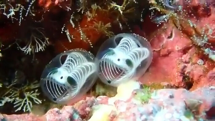 Skeleton Panda Sea Squirts: They Sound Cooler Than They Look, But Still Cool