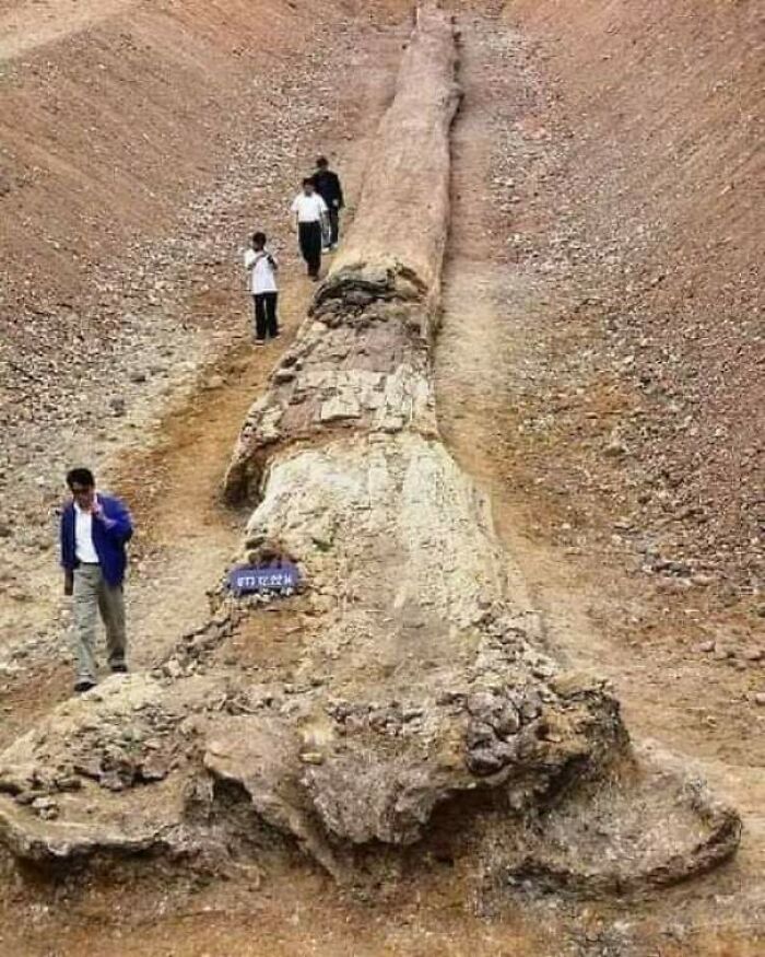 Fossil Trees The Same Height As Today’s Redwoods Found In Thailand—Nature’s Time Machine