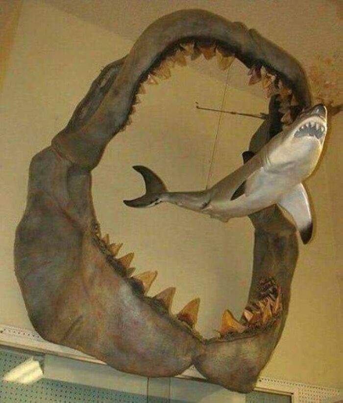 Megalodon Jaws Compared To A Reef Shark, Because Size Does Matter