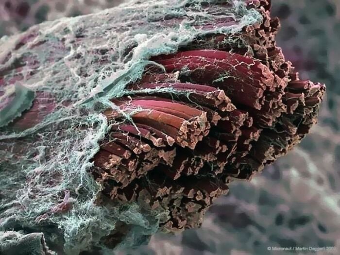 Muscle Tissue Up Close: The Tiny Power Plants Inside You