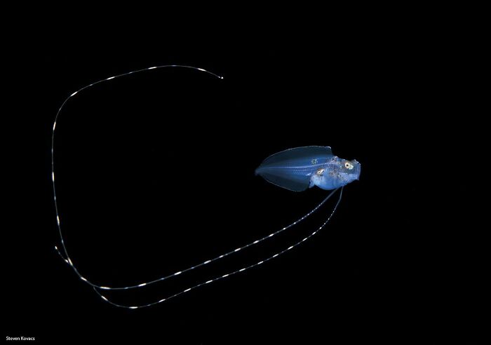 Meet The Brand-New Cusk Eel Species Everyone’s Talking About