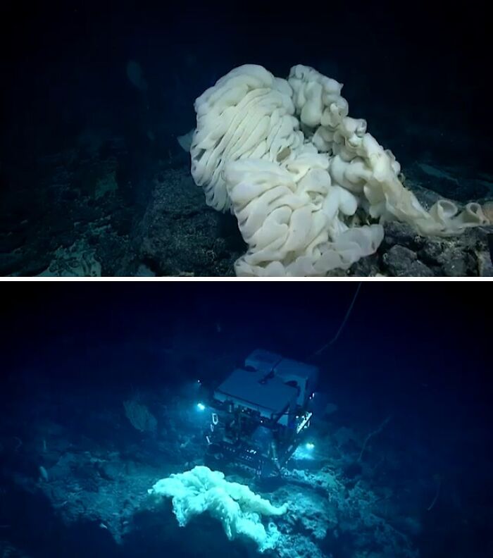 Deep-Sea Sponge As Big As A Bus? Nature’s Underwater Apartment Complex
