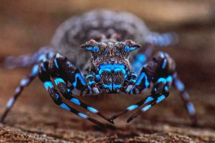 Glowing Blue Spider: One Of Dozens Of New Critters Found In Angola’s Lisma Plateau