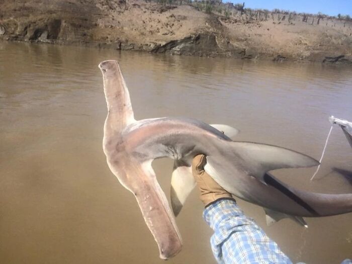 Hammerhead Sharks Get A Cousin: Say Hello To The Winghead Shark