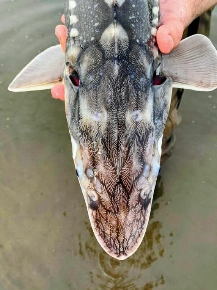 This White Sturgeon’s Markings Are Like Nature’s Own Graffiti