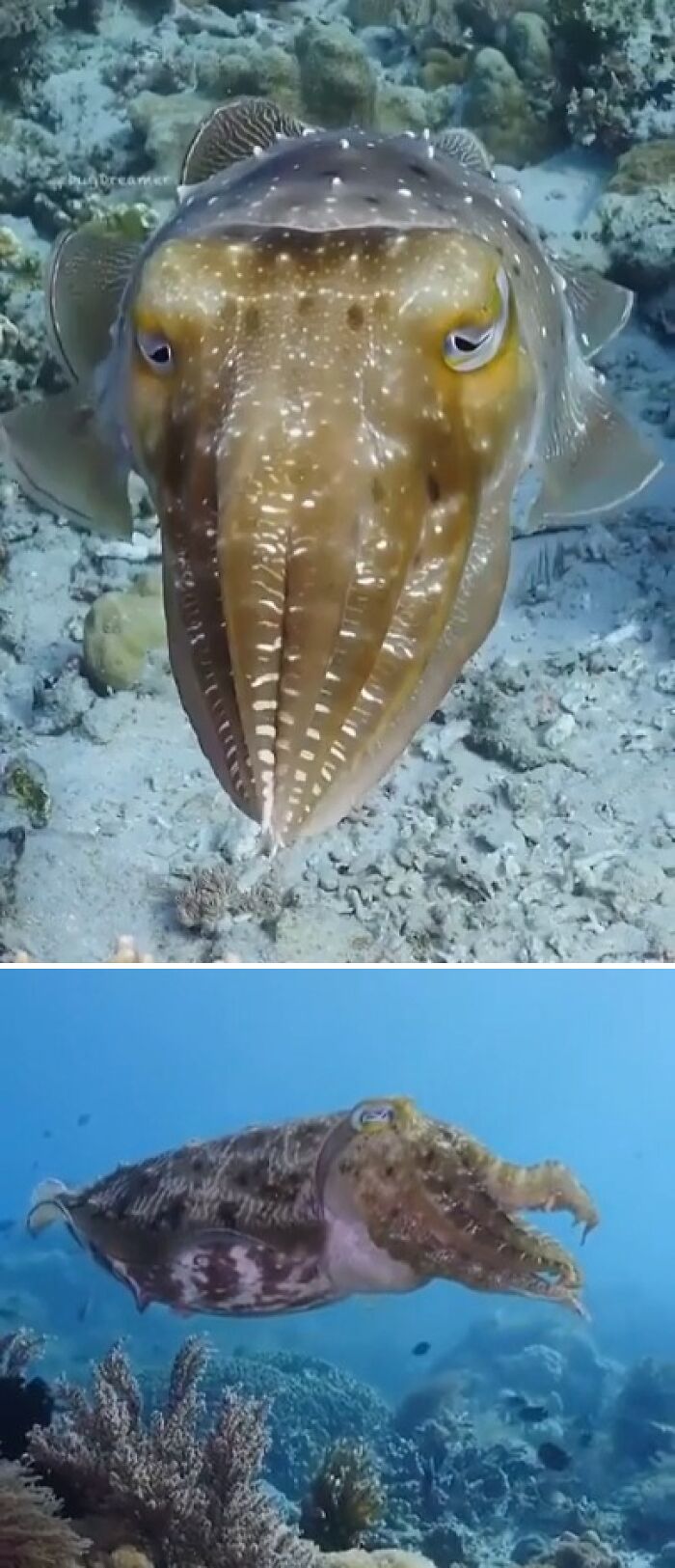 Cuttlefish Showing Off Its Color-Changing Party Tricks