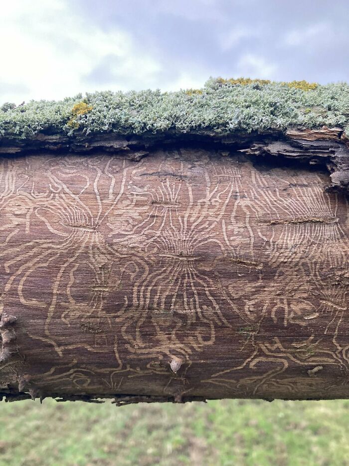 Elm Scribblings: Nature’s Hidden Stories Revealed After Storm Eunice