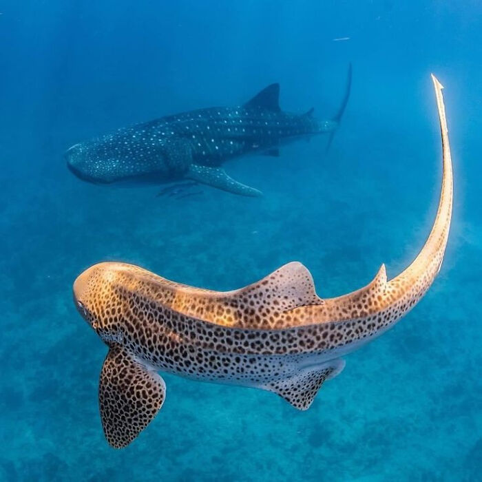 Zebra Shark: Whale Shark’s Patterned Cousin