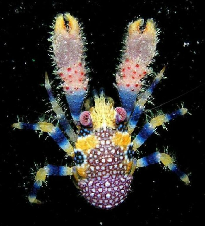 Galathea Pilosa: The Squat Lobster That Doesn’t Do Squat